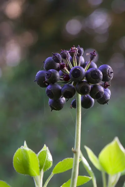 Siyah sarmaşık böğürtlenleri ince örümcek ağı iplikleriyle süslenerek doğanın güzelliği ve gizeminin büyüleyici bir zıtlığını yaratır.
