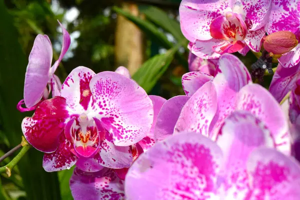 Pembe ve beyaz renkler harmanlanmış canlı orkidelerin yakın çekimi, narin çiy damlalarıyla süslenmiş. Singapur Orkide Bahçesi 'nde yakalandı. Çiçeklerle dolu tropikal bir cennet.
