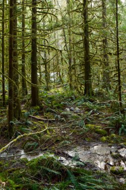 Büyüleyici bir ormana adım at, yosun kaplı ağaçlar ve zümrüt eğreltiotlarının sisli, rüya gibi bir havada büyüdüğü yere. Huzurlu bir inziva vahşi bir güzelliğe doğru.