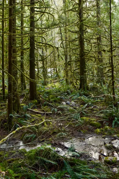 Büyüleyici bir ormana adım at, yosun kaplı ağaçlar ve zümrüt eğreltiotlarının sisli, rüya gibi bir havada büyüdüğü yere. Huzurlu bir inziva vahşi bir güzelliğe doğru.