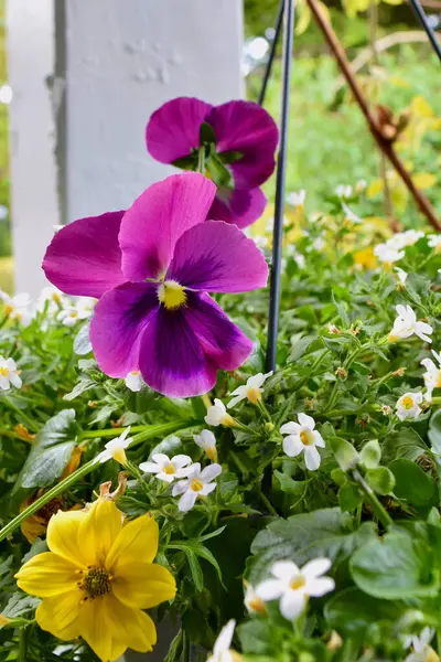 Canlı bir menekşe çiçeğinin göz kamaştırıcı yakın çekimi. Yumuşak, bulanık bir arkaplanda zarif bir şekilde duruyor..