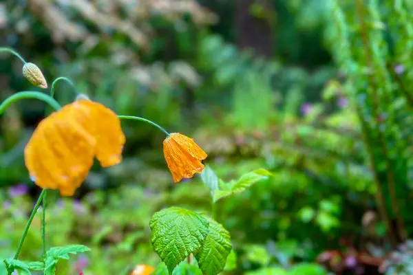 Parlak portakal çiçekleri yağmur damlalarıyla parıldıyor, yemyeşil bir ormana yerleşmiş, taze doğanın saf özünü yakalıyor.