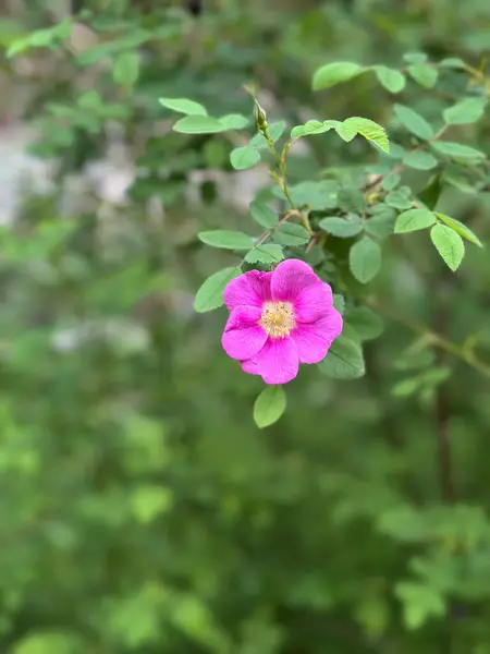 Sivrisinek Deresi, Kuzey Vancouver 'ın yemyeşil ormanlarında, sakin bir dağ deresinin yanında, çarpıcı, pembe bir kır çiçeği çiçek açar. Dokunulmamış güzellikleri yakalar.