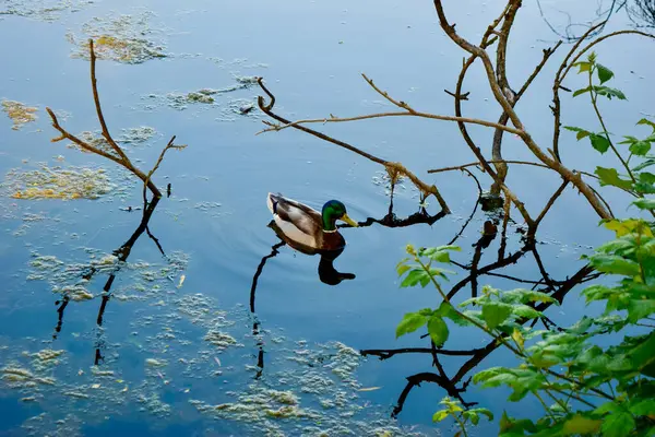 Vahşi bir ördek zarif bir şekilde Ambleside Gölü 'nün sakin sularında süzülür. Etrafı doğal güzelliklerle çevrilidir..
