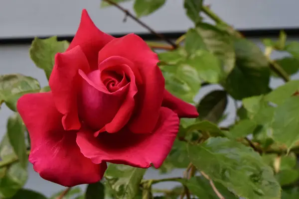 Göz kamaştırıcı kırmızı bir gül, canlı yaprakları ve yemyeşil yaprakları sergiliyor.