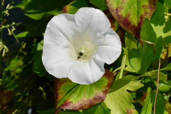 İki arı nektar topluyor, biri çiçeğin derinliklerinde, diğeri uçmaya hazır, doğanın ritmini tek bir çerçevede yakalıyor..