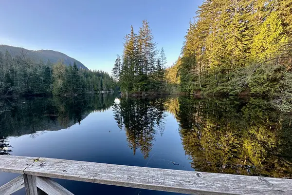 Vancouver 'daki Rice Gölü' nün camsı yüzeyinde canlı ağaçlar yansıyor. Huzurlu, meditasyonvari bir sahne. Sessiz zarafet ve mevsimsel güzellik..