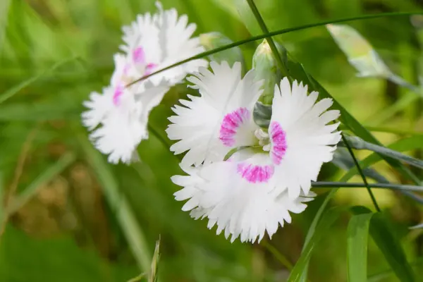 Taze yeşil yaprakların arasına yerleştirilmiş canlı pembe merkezli narin beyaz Dianthus çiçekleri. Bahar ayrıntıları ve doğal cazibenin yumuşak bir kutlaması.