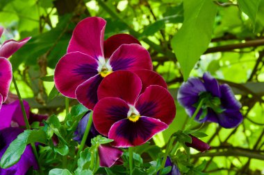 Yumuşak doğal bir ışık ve bulanık bir arkaplan tarafından vurgulanmış, koyu kırmızı ve menekşe renkleri ile parlayan kadife gibi yumuşak bir nonoş çiçeğinin yakın çekimi