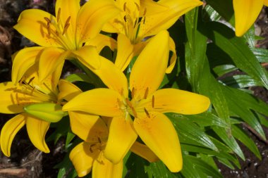 Yazdan önce çiçek açan, yumuşak doğal ışıkla yıkanan ve yemyeşil çimlerle çevrelenmiş taze sarı zambak kümesi.