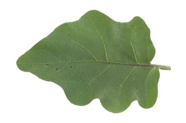 Üst görünüm patlıcan yaprağı beyaz arkaplanda izole