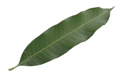 Üst görünüm şeker elma yaprağı beyaz arkaplanda izole