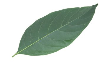 Üst görünüm şeker elma yaprağı beyaz arkaplanda izole