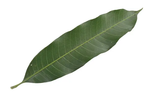 Üst görünüm şeker elma yaprağı beyaz arkaplanda izole