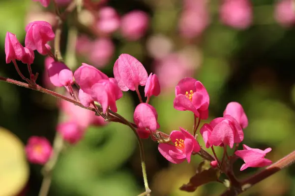 Bokeh arka planlı makro pembe mercan sarmaşığı çiçekleri
