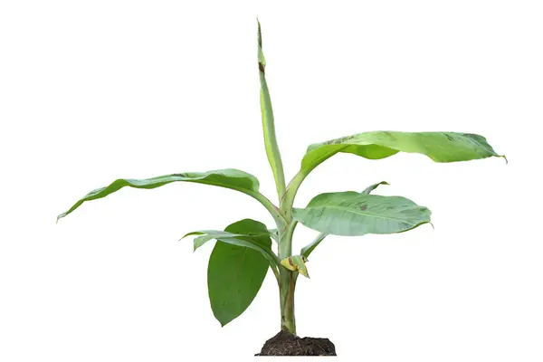 Beyaz arka planda izole edilmiş genç muz bitkisi