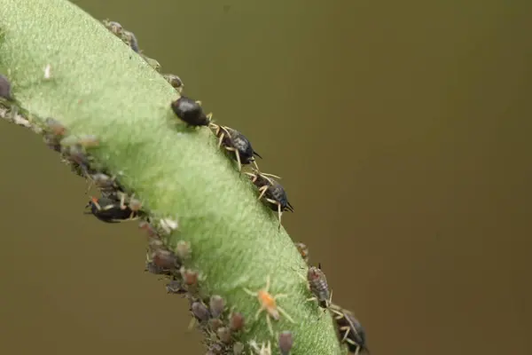 Genç Uzun Fasulye Kapsülleri 'ndeki Siyah Fasulye Bitkisi Kolonisi Böcek İstilasına Yakın