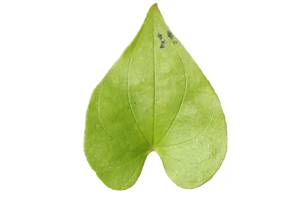 Dioskorea esculenta genellikle beyaz arkaplanda izole edilmiş daha az tatlı patates yaprağı olarak bilinir.