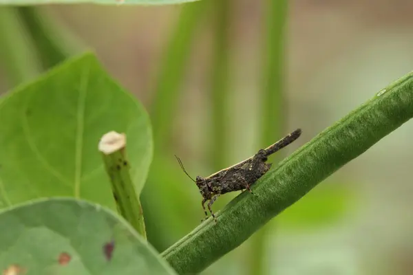 Tetrix subulata yumuşak bokeh arkaplanlı uzun bir fasulye kabuğuna tünemiş.