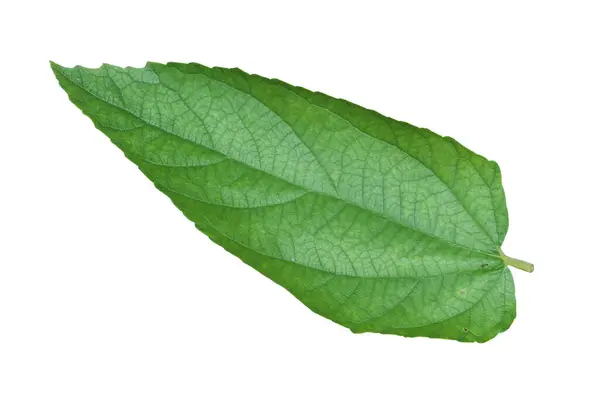 Üst görünüm Muntingia calabura yaprağı beyaz arkaplanda izole