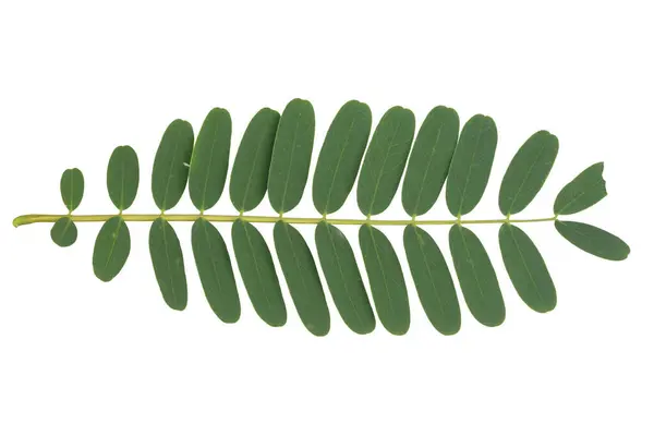 Üst görünüm Susbania grandiflora yaprakları beyaz arkaplanda izole