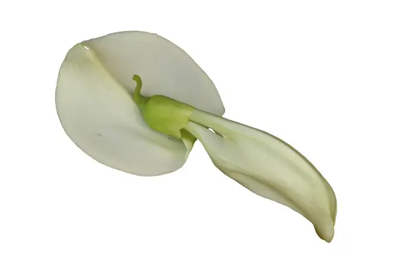 Beyaz Sesbania grandiflora çiçeği beyaz arka planda izole