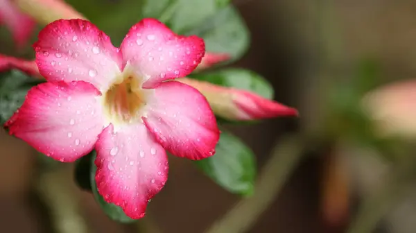 Yapraklarında taze su damlacıkları olan pembe bir Adenyum obesum çiçeğinin yakın çekimi, yumuşak bulanık bir arkaplan ile doğal ışık altında yakalanır.