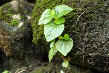 Peperomia pellucida Yosunlu Kaya 'da büyüyen bitki