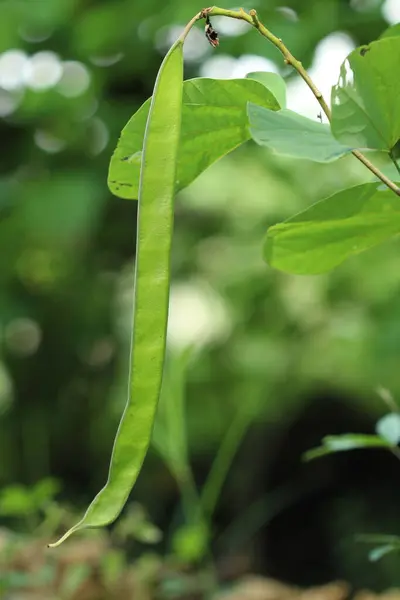 Bauhinia Purpurea 'nın tek bir yeşil tohum kapsülünün yakın plan çekimi bir dala asılı, yemyeşil yapraklarla çevrili, yumuşak bokeh ormanı arka planında.