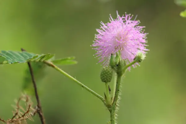 Yeşil yapraklı ve saplı pembe bir Mimosa Pudica çiçeğine yaklaş