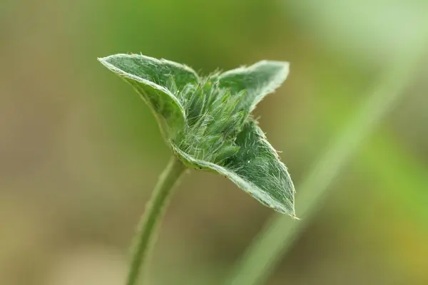 Fil tomentosus tomentosus tomentosunun doğal ışık altında yakalanan ince tüylü ve sepalli makro fotoğrafı.