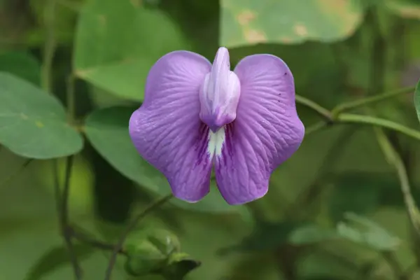 Canlı mor kelebek bezelye çiçeğinin çiçek açtığı yakın plan.