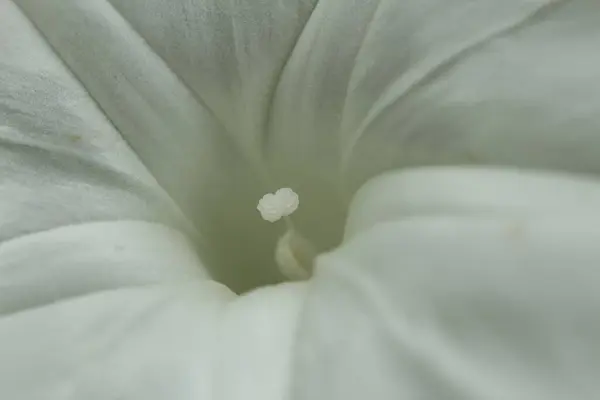 Ispanak çiçeği Ipomoea Aquatica 'nın makro fotoğrafı. Yumuşak beyaz yapraklarını ve iç yapısını doğal ışık altında gösteriyor.