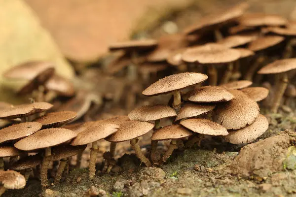 Lentinus karrosulus mantarları tropikal bir ormanda nemli topraklarda yetişiyor.