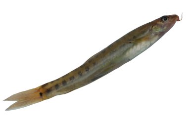 Tatlı su çubuklu loach (Nemacheilus fasciatus) beyaz arkaplan, kenar görünüm