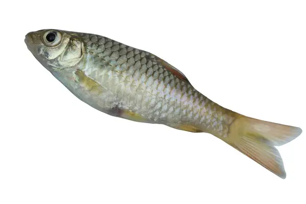 Kenar görünümü Barbodes binotatus yaygın olarak benekli dikenli olarak bilinen veya beyaz arkaplanda izole dikenli dikenli dikenler