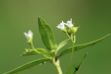Scleromitrion difüzyon çiçekleri bokeh arkaplanlı