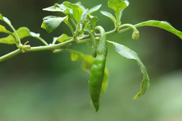 Bitki yapraklı taze yeşil biber, doğal bir bahçe ortamında yakalanır.