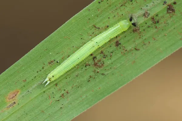 Yaprakların üzerinde Melanit Leda Tırtıl