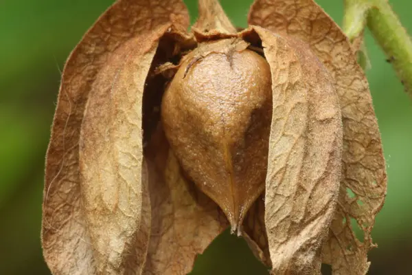 Kurumuş bir Antigonon leptopus tohumunun yakın çekimi