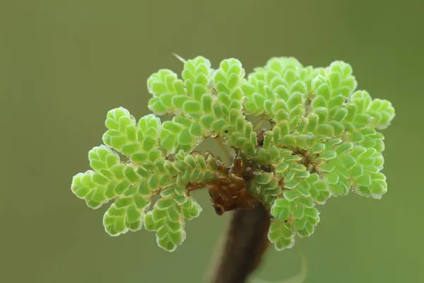 Yeşil bir Azolla kristali bitkisinin yakın çekimi