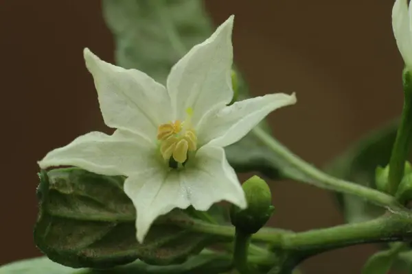 Bitkinin üzerinde açan beyaz bir kırmızı biber çiçeğinin yakın çekimi, çiçek yapraklarının ve erkek organlarının detaylarını gösteriyor