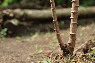 Ağaç kabuğu desenli ve temiz düğümlü Cassava sapı, genellikle yayılma için kesme işlemi için kullanılır.