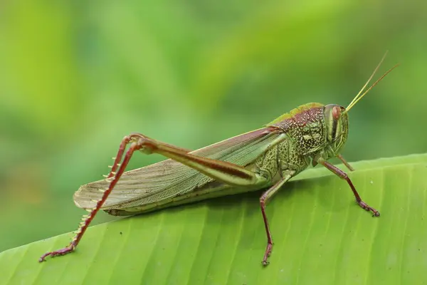 Chondracris Rosea 'nın yakın çekimi, yeşil bir muz yaprağının üzerinde doğal ışık altında dinlenen dev bir çekirge.