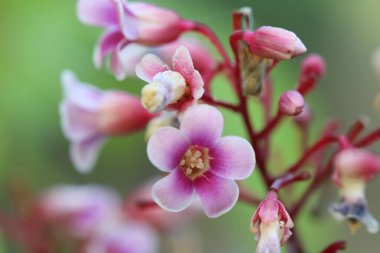 Çiçek açmış bir Starfruit çiçeğinin yakın plan görüntüsü