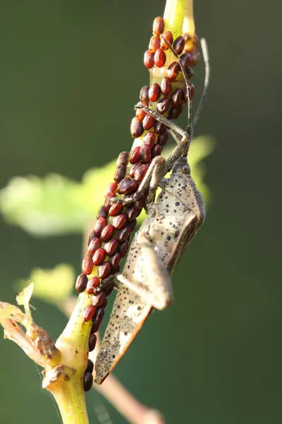 Physomerus grossipes yumurtaları yetişkin böcekler tarafından korunan bir gövdeye dizilmiş.