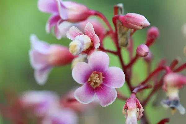 Çiçek açmış bir Starfruit çiçeğinin yakın plan görüntüsü