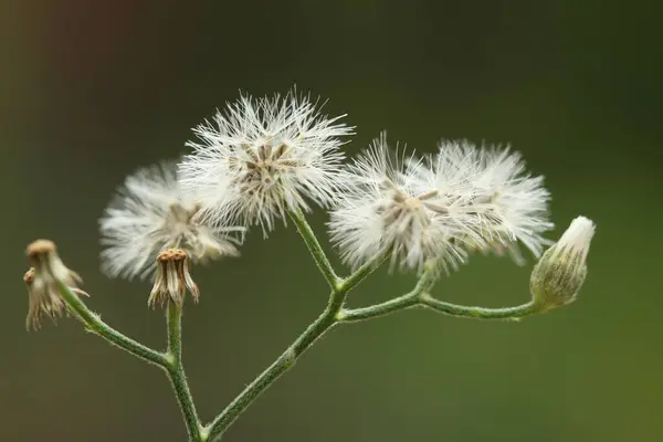 Bokeh arka planlı siyanthillium cinereum çiçekleri