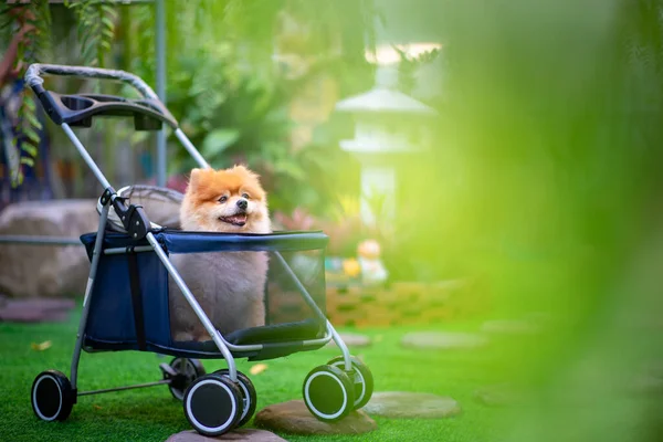 Cão Pequeno Senta Dentro Jardim Verde Com Caminho Pavimentado Com — Fotografia de Stock