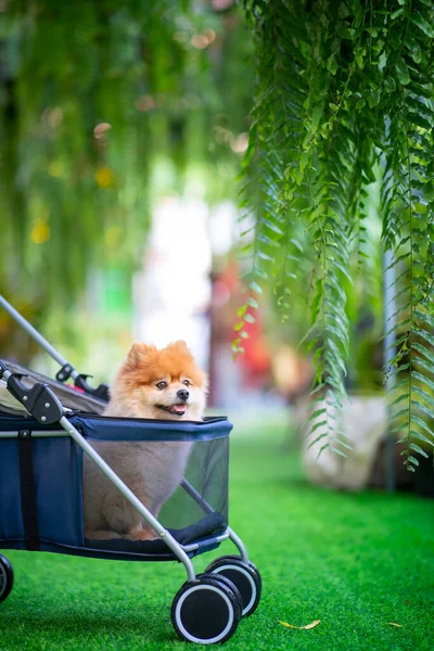 Small Dog Sits Green Garden Path Paved Stone Slabs Green — Stock Photo, Image